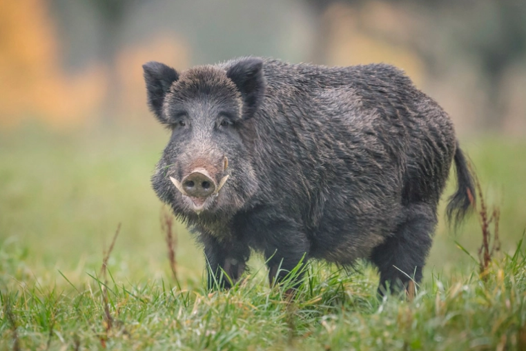Confirmaron 23 casos de triquinosis en Córdoba y uno de los brotes se vinculó a carne de jabalí