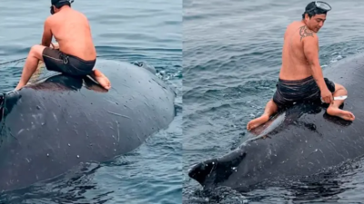 Video: pescador se subió al lomo de una ballena atrapada en redes para poder liberarla